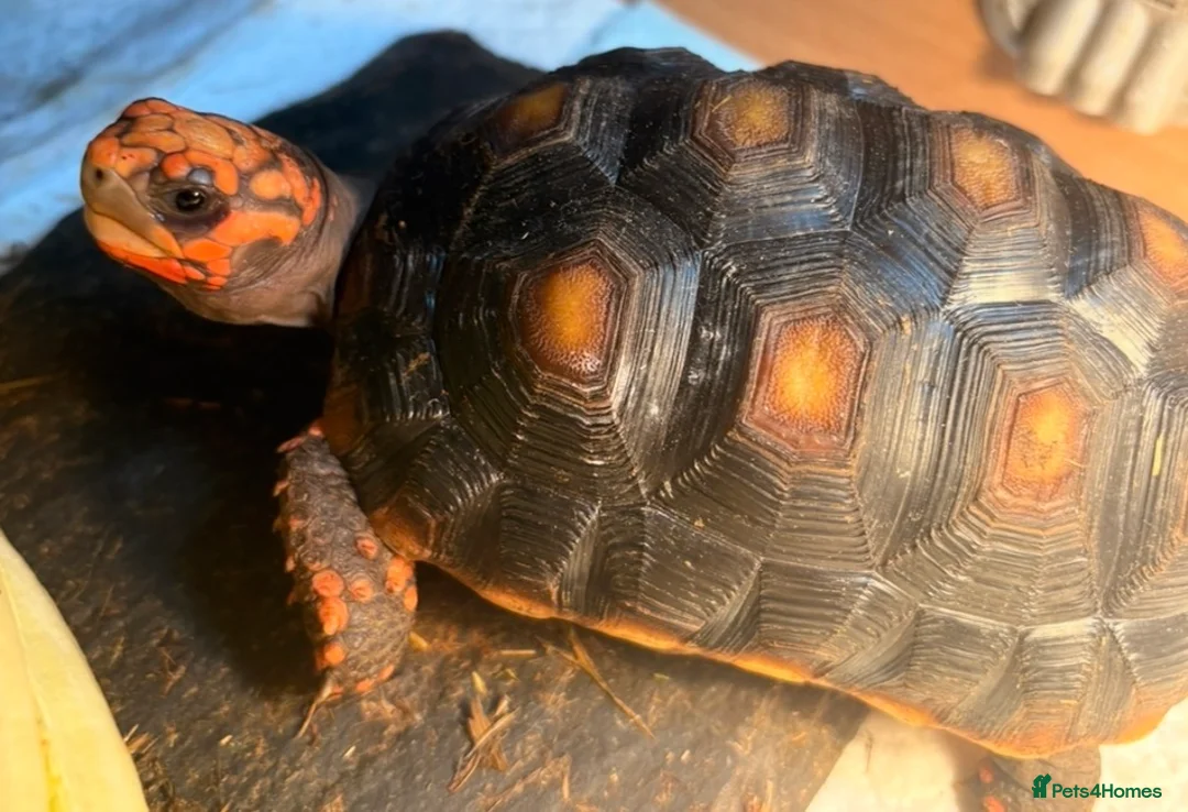 Tortoise reptiles for sale: 2 x Redfoot Tortoises and set up in Glasgow - Advert 2