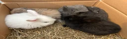 Mini Lop rabbits for sale: Pure bred mini lop bunnies - Advert 11
