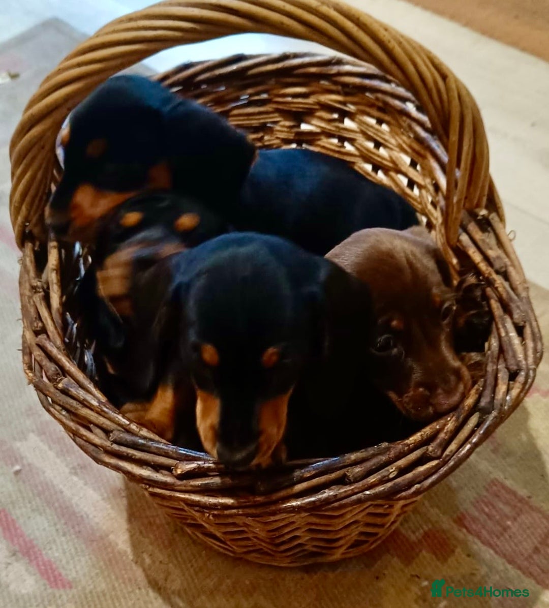 Miniature Dachshund dogs for sale: REDUCED. KC:reg Two Boys Smooth  - Image 18