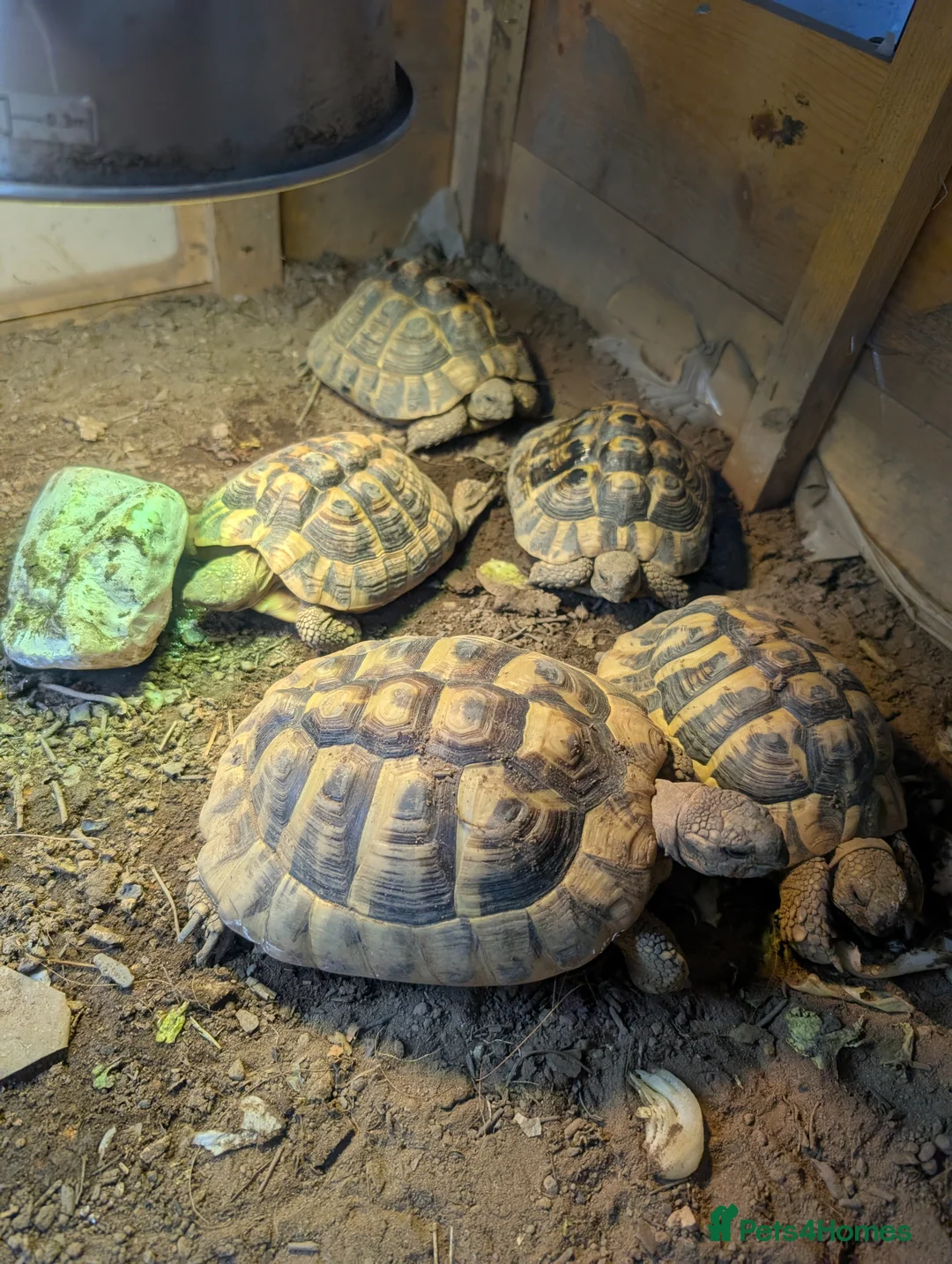 Hermann Tortoise reptiles for sale: Family of Herman Tortoise 4 Female 1 male - Advert 6