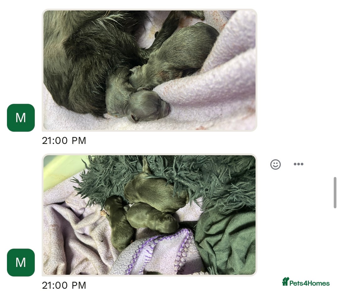 Chihuahua dogs for stud: KC Reg Russian x Italian Full Chihuahua Stud in Stourbridge - Advert 19