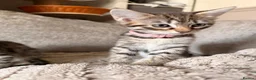 Savannah cats for sale: F4 Savannah Kitten’s African bloodline - Advert 16
