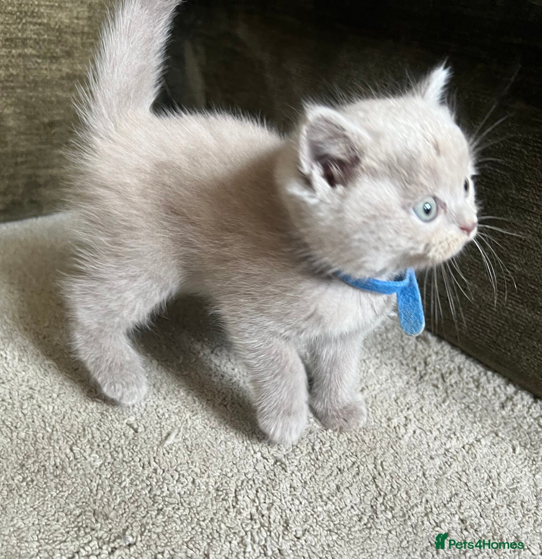 Scottish Fold cats for sale: Beautiful lilac Scottishfold straight ear kittens  - Image 17