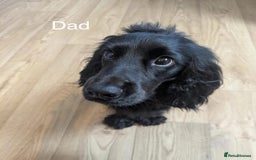 Cocker Spaniel dogs for sale: Beautiful Show Type Cocker Spaniel Puppies - Image 26