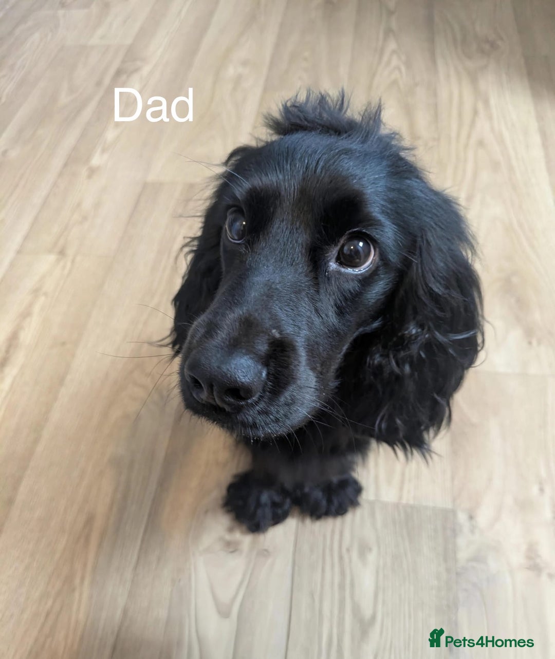 Cocker Spaniel dogs for sale: Beautiful Show Type Cocker Spaniel Puppies - Image 26