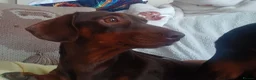 Dachshund dogs for sale: 2 female sister dachshunds  - Advert 9