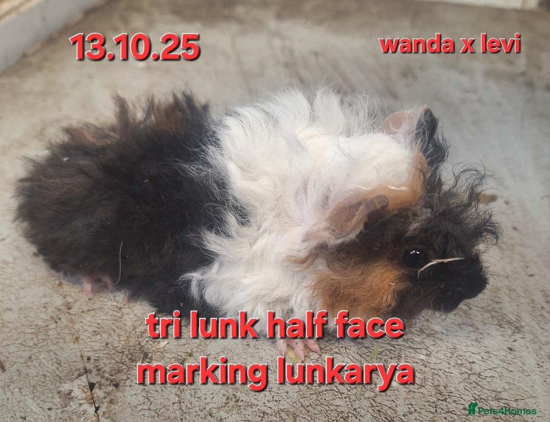 Guinea Pig rodents for sale: Baby female guinea pigs - Advert 4