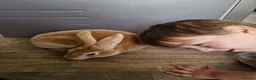 Rex rabbits for sale: Standard rex male  - Advert 4