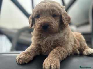 Mixed Breed dogs F1B STANDARD PRA CLEAR STBERNADOODLE - Advert 1
