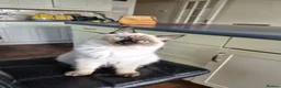 Ragdoll cats for sale: Ragdoll girl - Advert 3