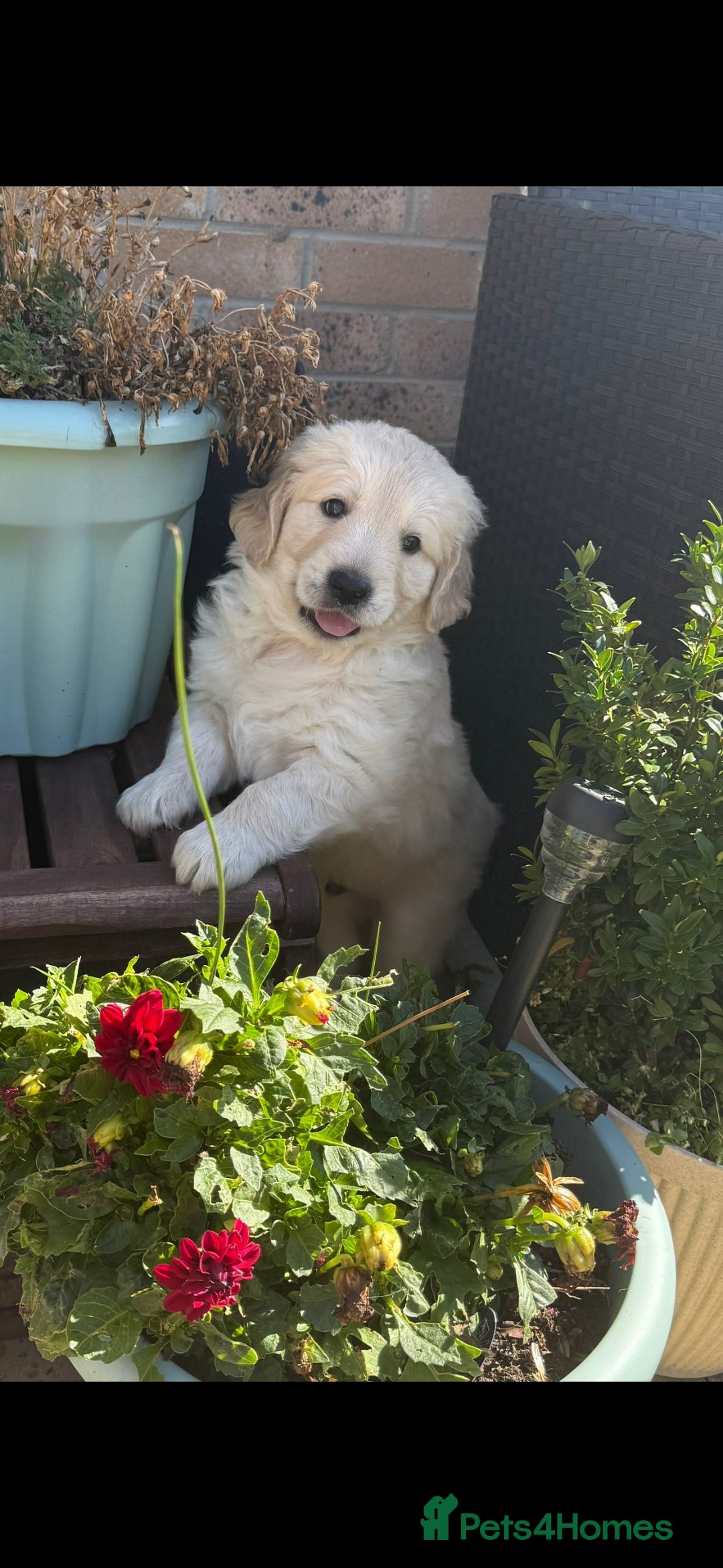 Golden Retriever dogs for sale: Stunning golden retriever babies - Image 17