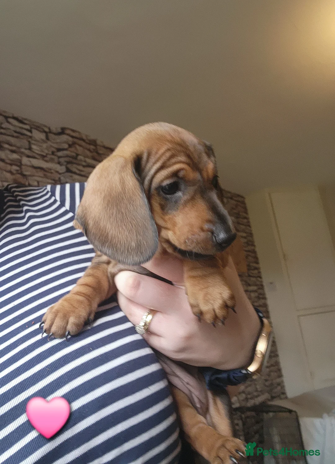 Dachshund dogs for sale: Standard Dachshund Pups in Langholm - Advert 1