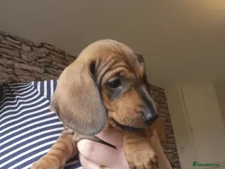 Dachshund dogs Standard Dachshund Pups - Advert 3