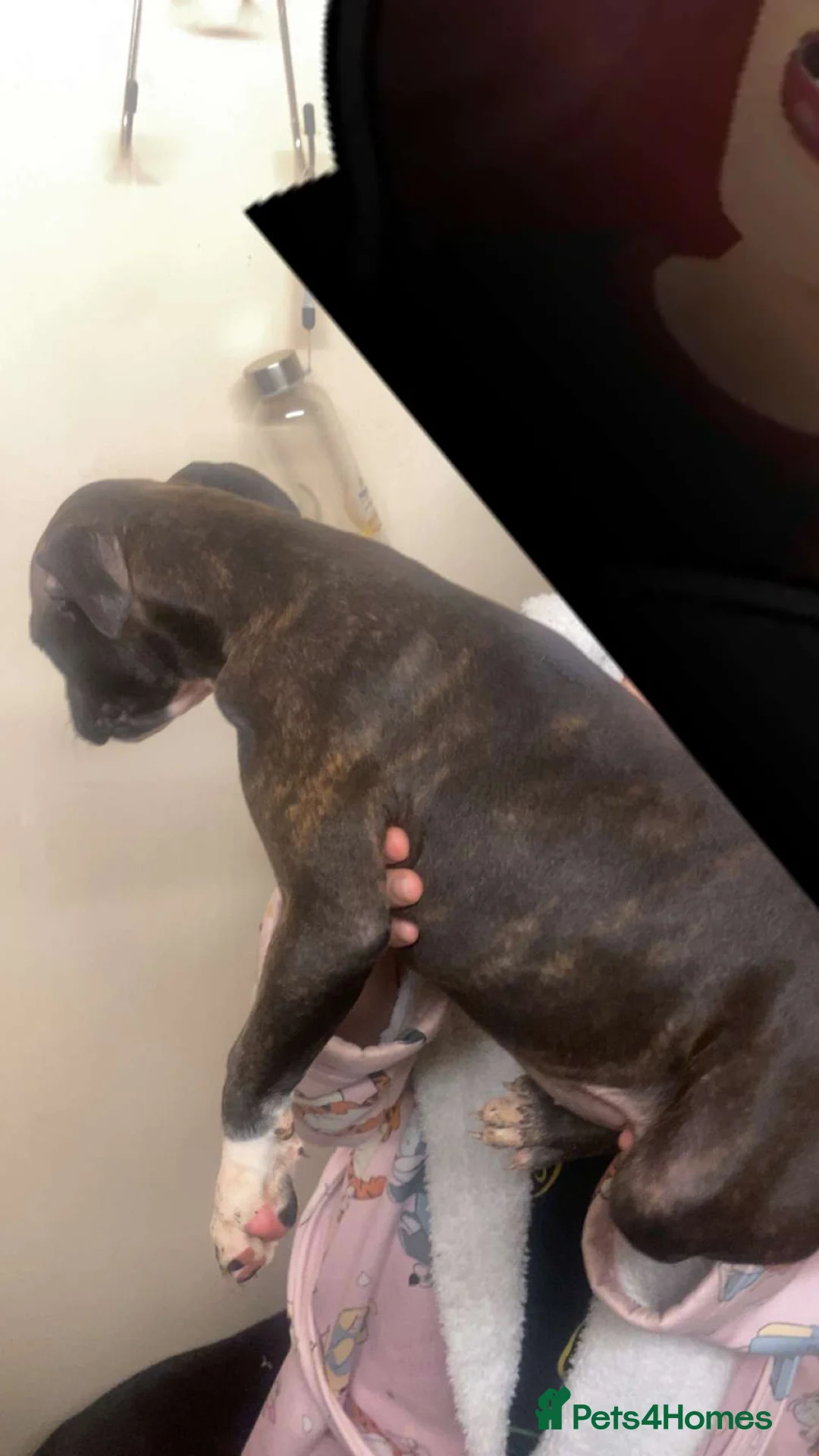 Staffordshire Bull Terrier dogs for sale: Beautiful Staffies pups  - Advert 23