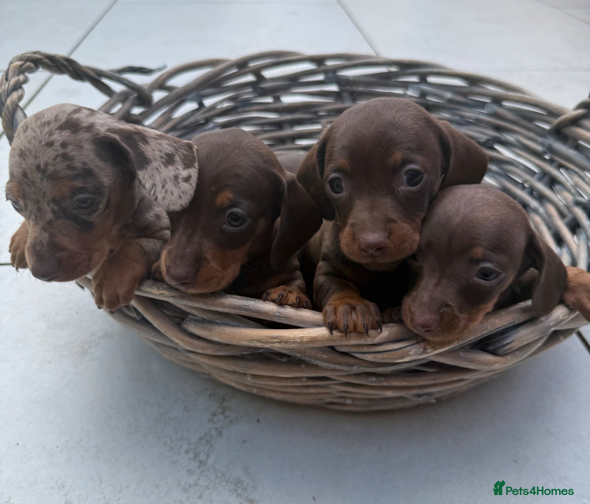 Miniature Dachshund dogs Miniature dachshund pups  - Advert 1
