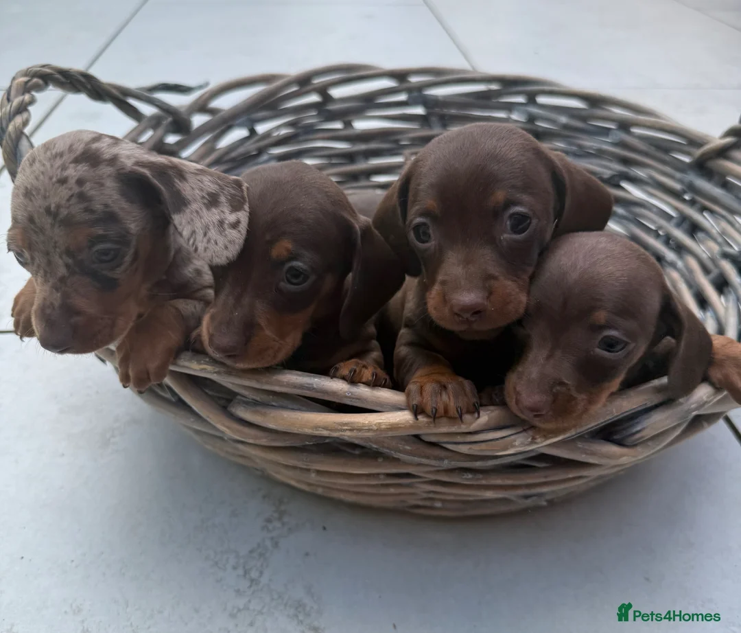 Miniature Dachshund dogs for sale: Miniature dachshund pups  - Advert 1