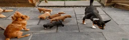 Mixed Breed dogs for sale: Border Kelpie x Cocker puppies - Advert 5