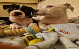 Mixed Breed dogs for sale: “Meet the Ones Who’ll Make Every Day Brighter.” - Image 8