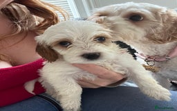 Mixed Breed dogs for sale: cavapoo pups - Image 7