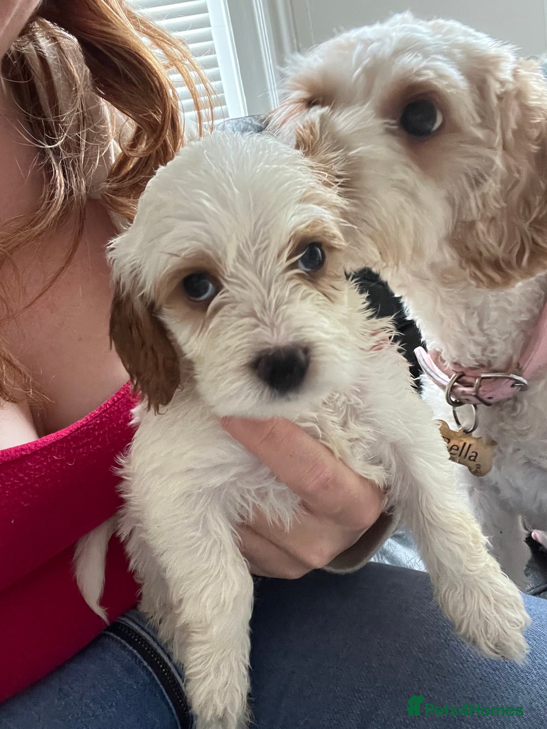 Mixed Breed dogs for sale: cavapoo pups - Image 7