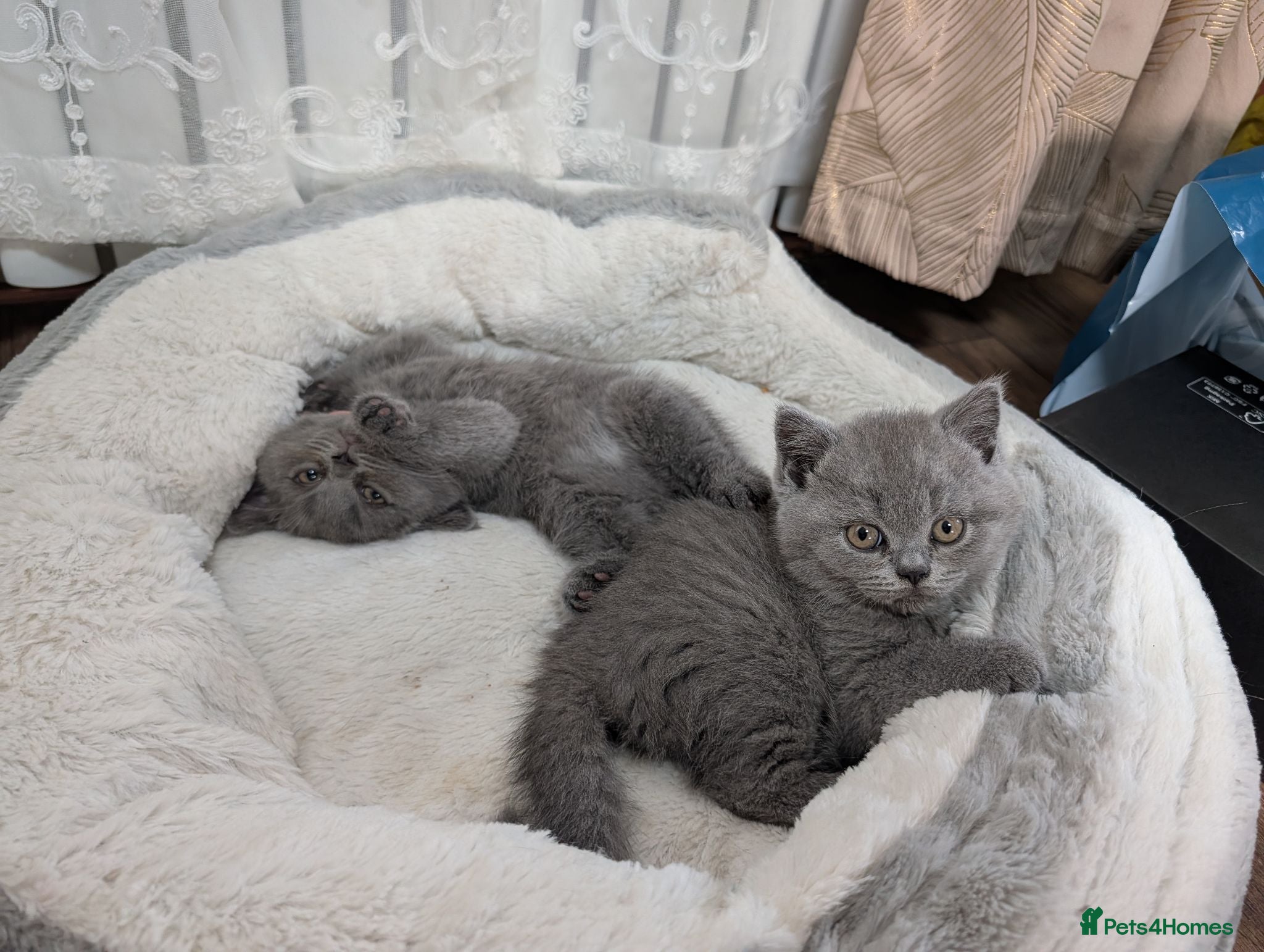 British Shorthair cats Beautiful BSH-kittens-Ready for Their New Homes - Advert 2