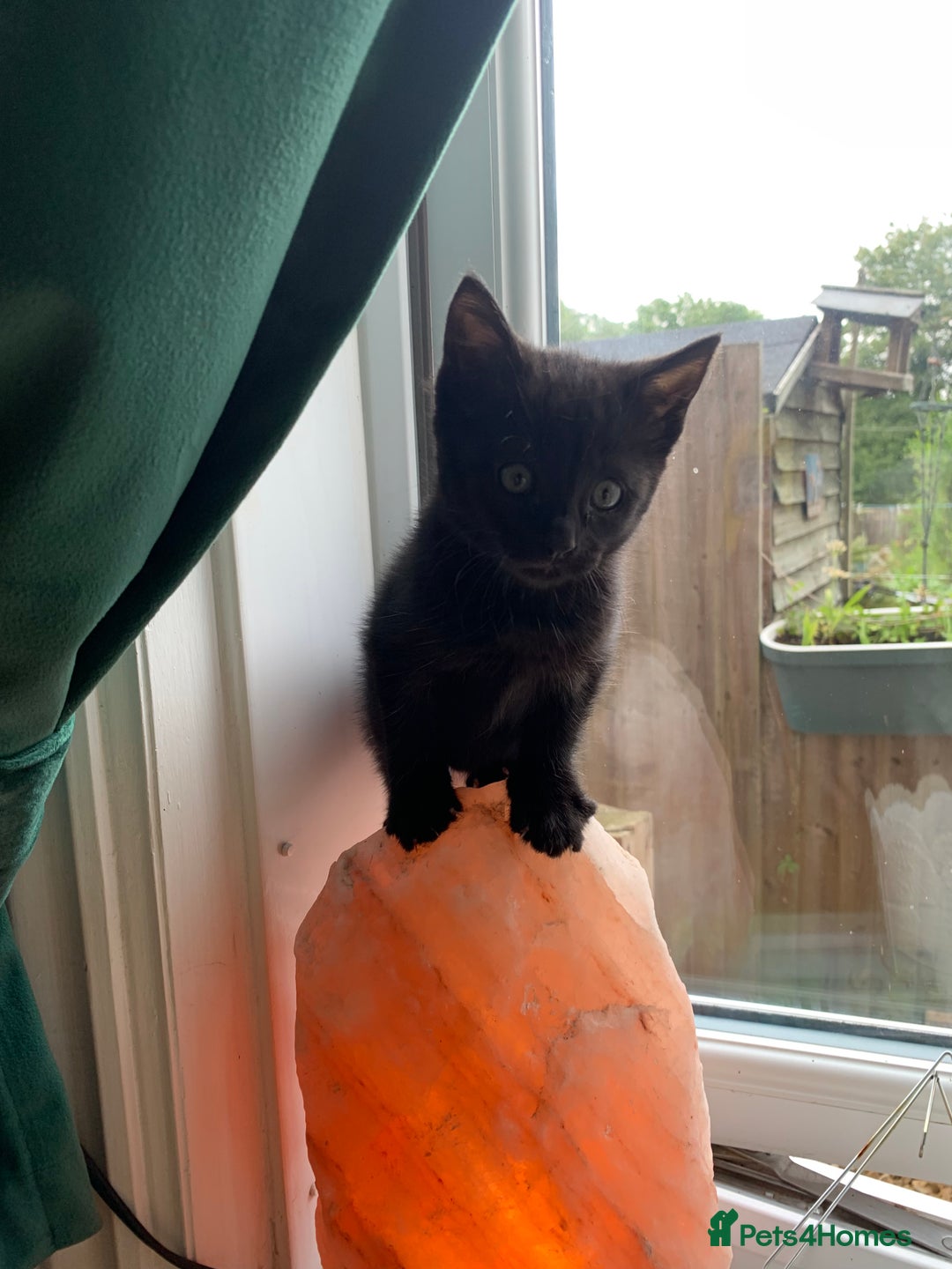 British Shorthair cats for sale: Playful girl - Image 10