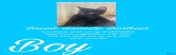 Mixed Breed cats for sale: Beautiful kittens need their new homes in Birmingham - Advert 4