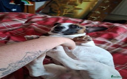 Mixed Breed dogs for sale: Bruno - Needs a New, Loving Home - Image 13