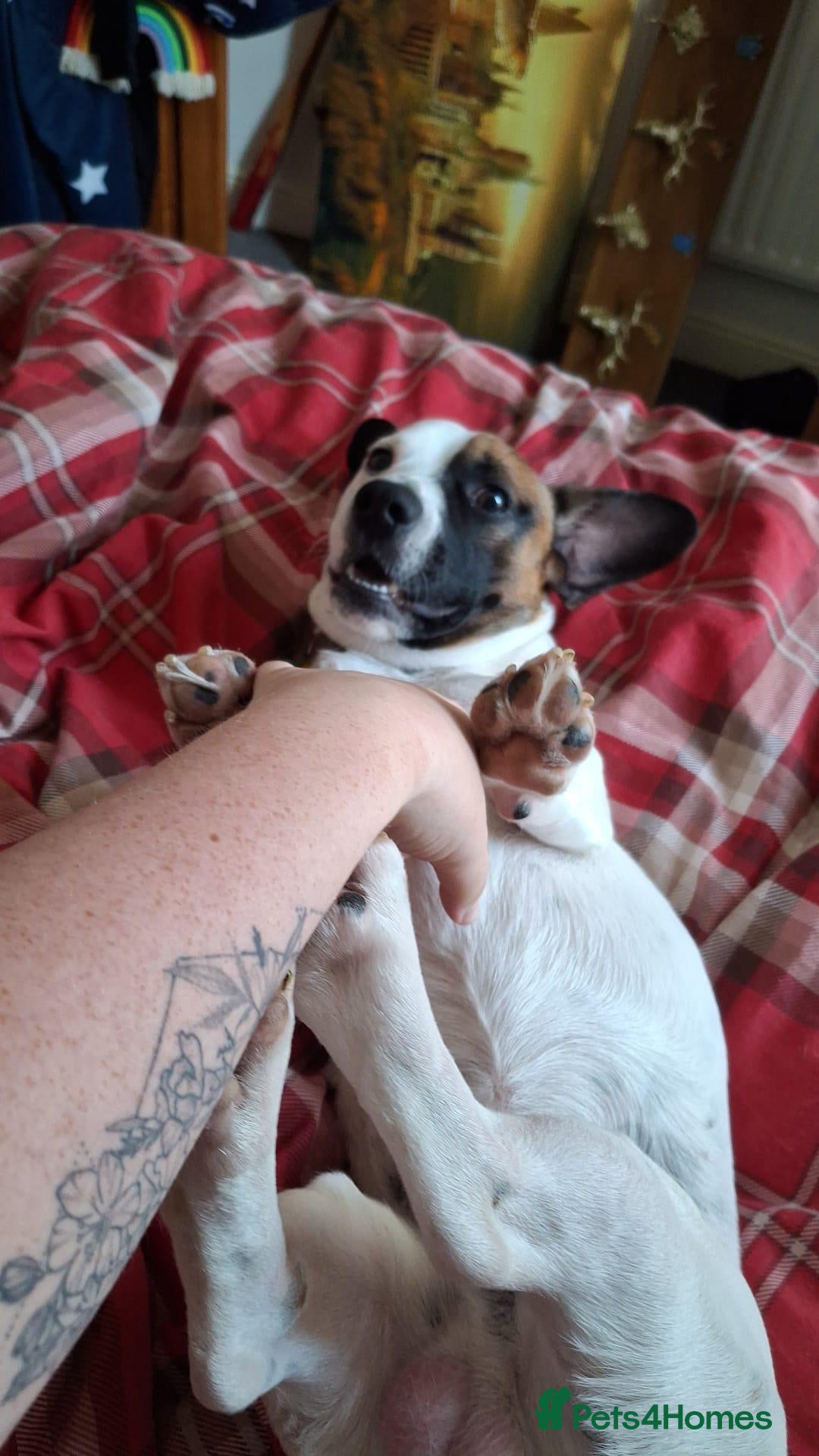 Mixed Breed dogs for sale: Bruno - Needs a New, Loving Home - Image 13