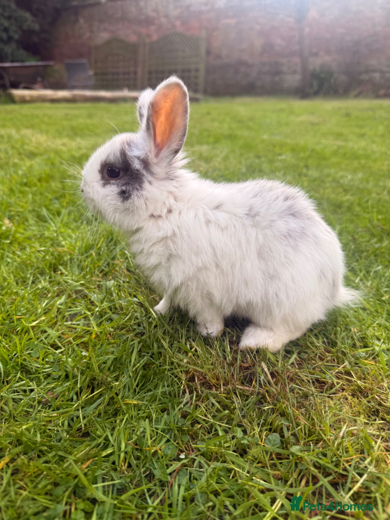 Mixed Breed rabbits Baby Bunnies! (Ready to Go Home!) - Advert 15
