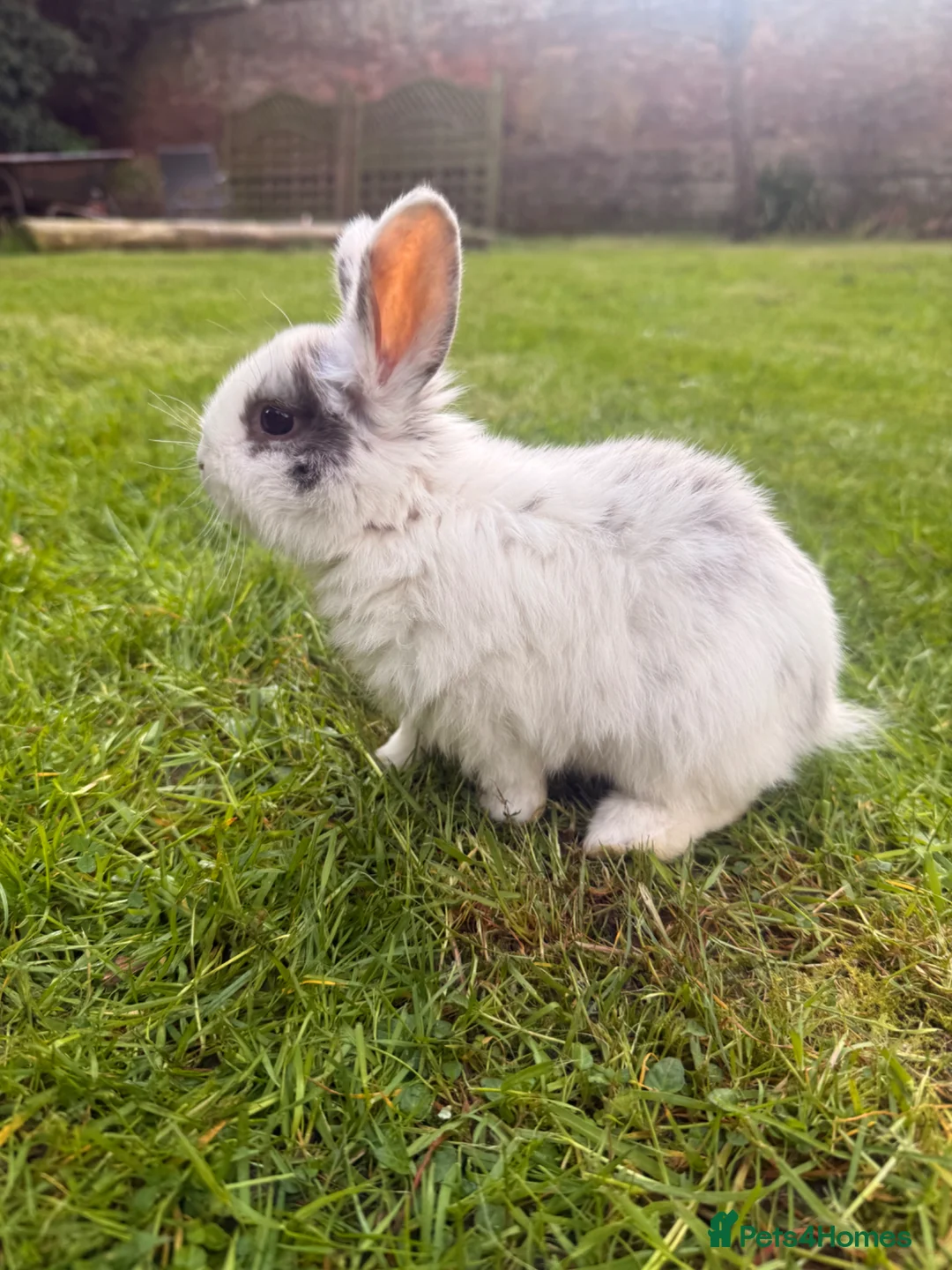 Mixed Breed rabbits for sale: Baby Bunnies! (Ready to Go Home!) - Advert 2
