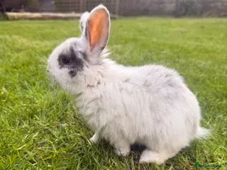 Mixed Breed rabbits Baby Bunnies! (Ready to Go Home!) - Advert 15