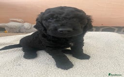 Irish Doodle dogs for sale: Irish doodle/ labradoodle - Image 29
