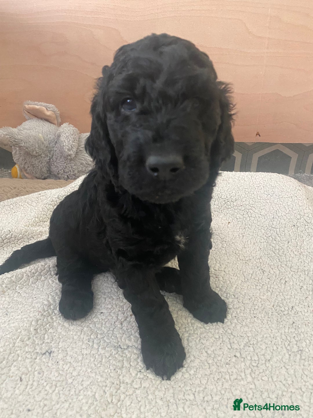 Irish Doodle dogs for sale: Irish doodle/ labradoodle - Image 29