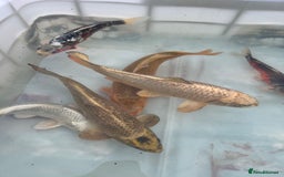 Koi Carp fish for sale: 6 koi carp variety’s of beautiful fish  - Image 1