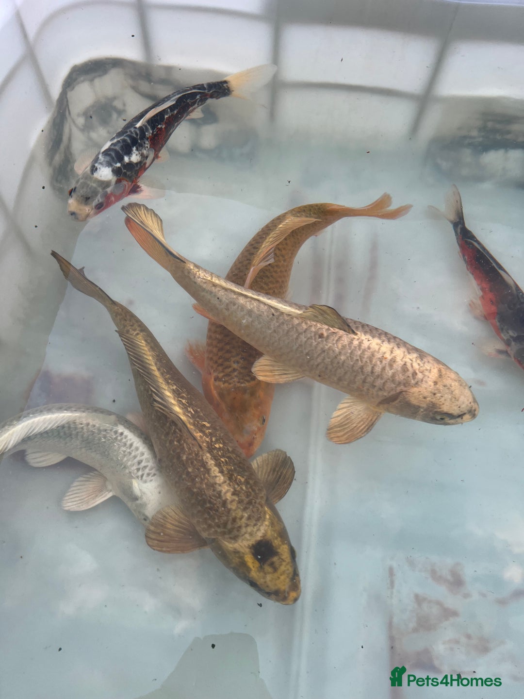 Koi Carp fish for sale: 6 koi carp variety’s of beautiful fish  - Image 1