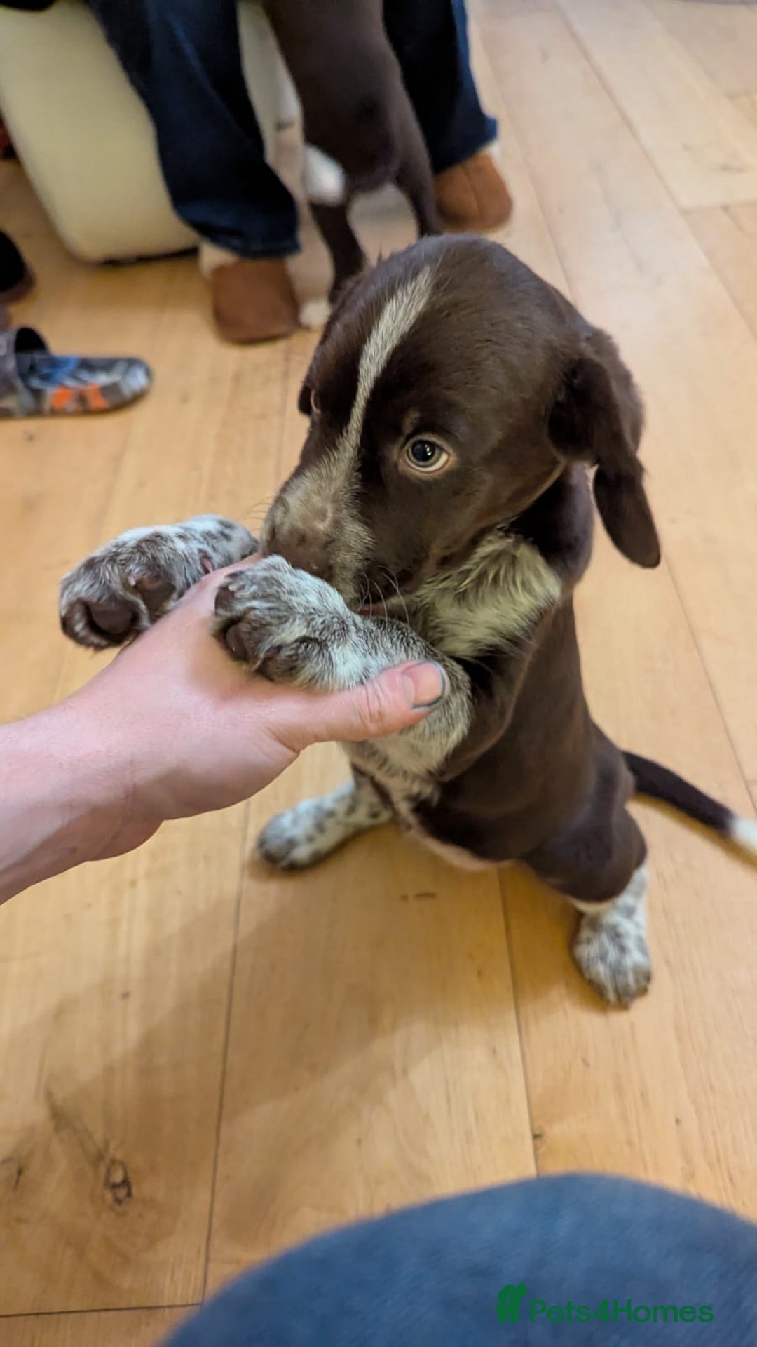 Mixed Breed dogs for sale: Sprollie pups for sale - Advert 3