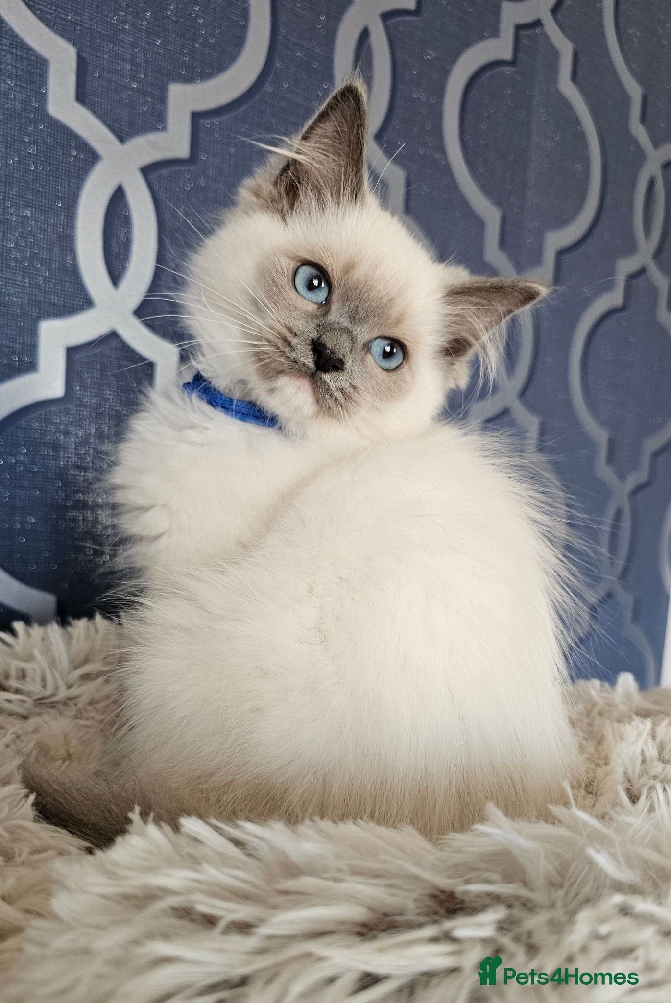 Ragdoll cats READY NOW GCCF registered kittens  - Advert 2
