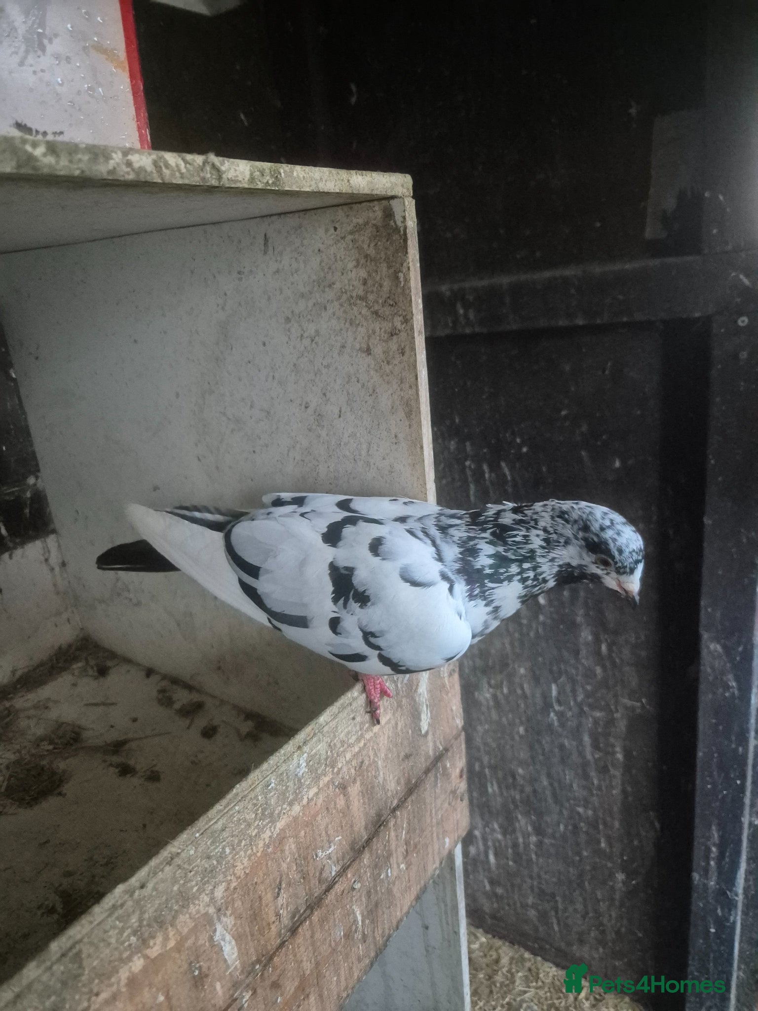 Pigeons birds Various Pigeons - Advert 2