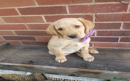 Labrador Retriever dogs for sale: KC Registered Labrador puppies  - Image 17