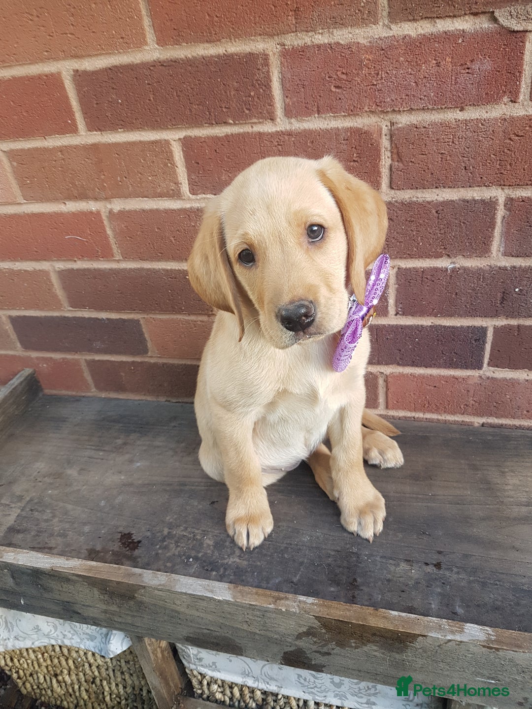 Labrador Retriever dogs for sale: KC Registered Labrador puppies  - Image 17