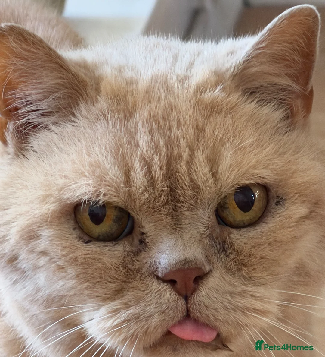 British Shorthair cats for sale: Custard Cat for new home  - Advert 4
