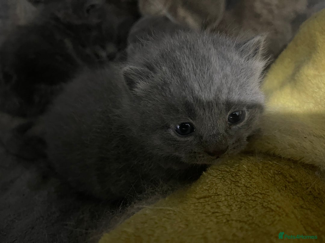 British Shorthair cats for sale: 2 british blue shorthair boys - Advert 15