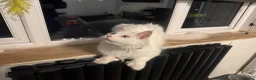 Maine Coon cats for sale: Mainecoon cat polydactyl male  - Advert 10