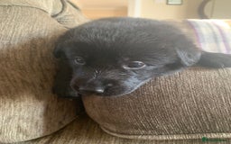 Mixed Breed dogs for sale: Labrador x German Shepard puppies - Image 12