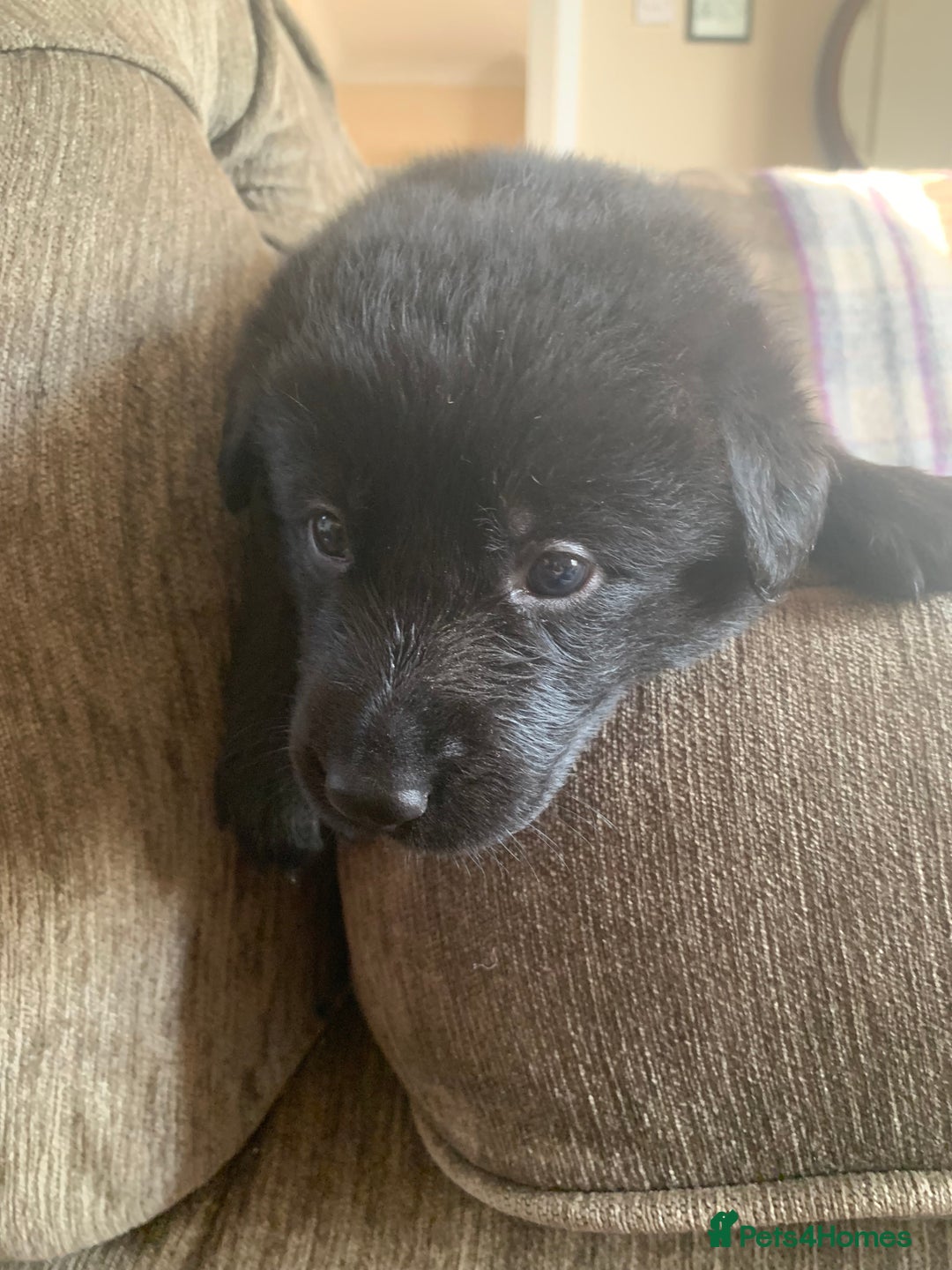 Mixed Breed dogs for sale: Labrador x German Shepard puppies - Image 12
