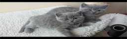 British Shorthair cats for sale: 8 weeks boy and girl - Dad 5 times champion 🏆 - Advert 15