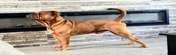 Olde English Bulldogge dogs for sale: Olde English Bulldogge puppy for sale  - Advert 10