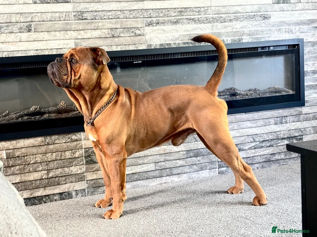 Olde English Bulldogge dogs for sale: Olde English Bulldogge puppy for sale  - Advert 10