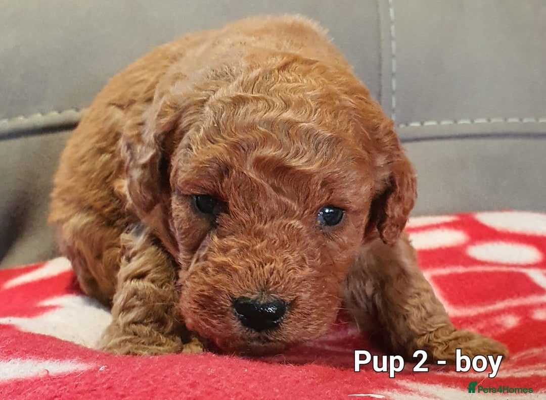 Goldendoodle dogs for sale: F1B Miniature Golden Doodles - Advert 6